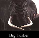 Big Tusker
