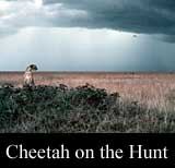 Cheeta on the Hunt