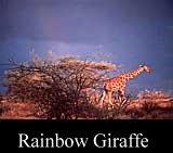 Rainbow Giraffes