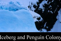 Iceberg and Penguin Colony