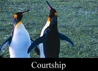 Courtship Dance, King Penguins