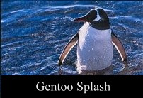 Gentoo Splash