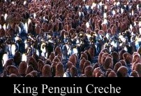 King Penguin Creche