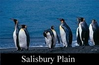 King Penguins, Salisbury Plain