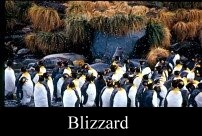 King Penguins in Blizzard