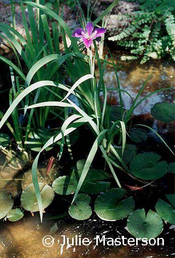 Pond Iris