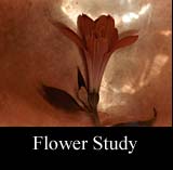Flower Study