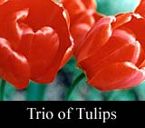 Trio of Tulips