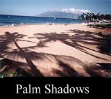 Palm Shadows
