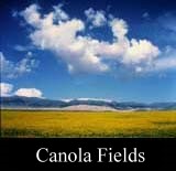 Canola Fields